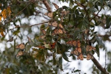 ¡Ya vienen las monarcas! La tradición que conecta su llegada con el Día de Muertos!