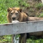 Del abandono al rescate: un león en Tamaulipas y 48 perros en Perú reciben ayuda