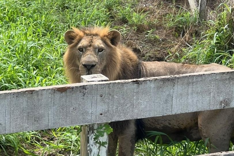 Del abandono al rescate: un león en Tamaulipas y 48 perros en Perú reciben ayuda