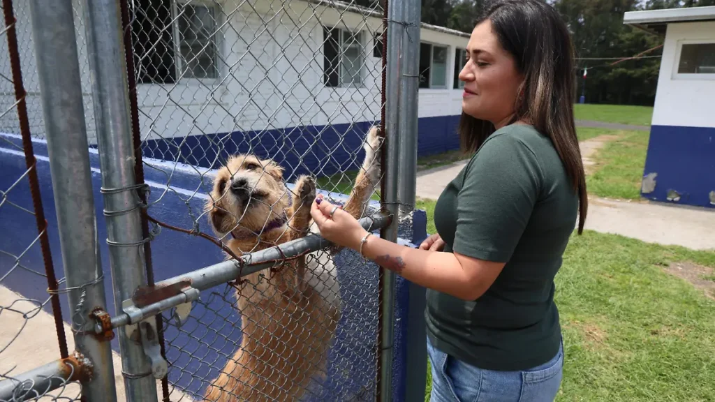 Una segunda oportunidad cambia vidas: perros y gatos buscan un hogar en la capital