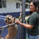 Una segunda oportunidad cambia vidas: perros y gatos buscan un hogar en la capital